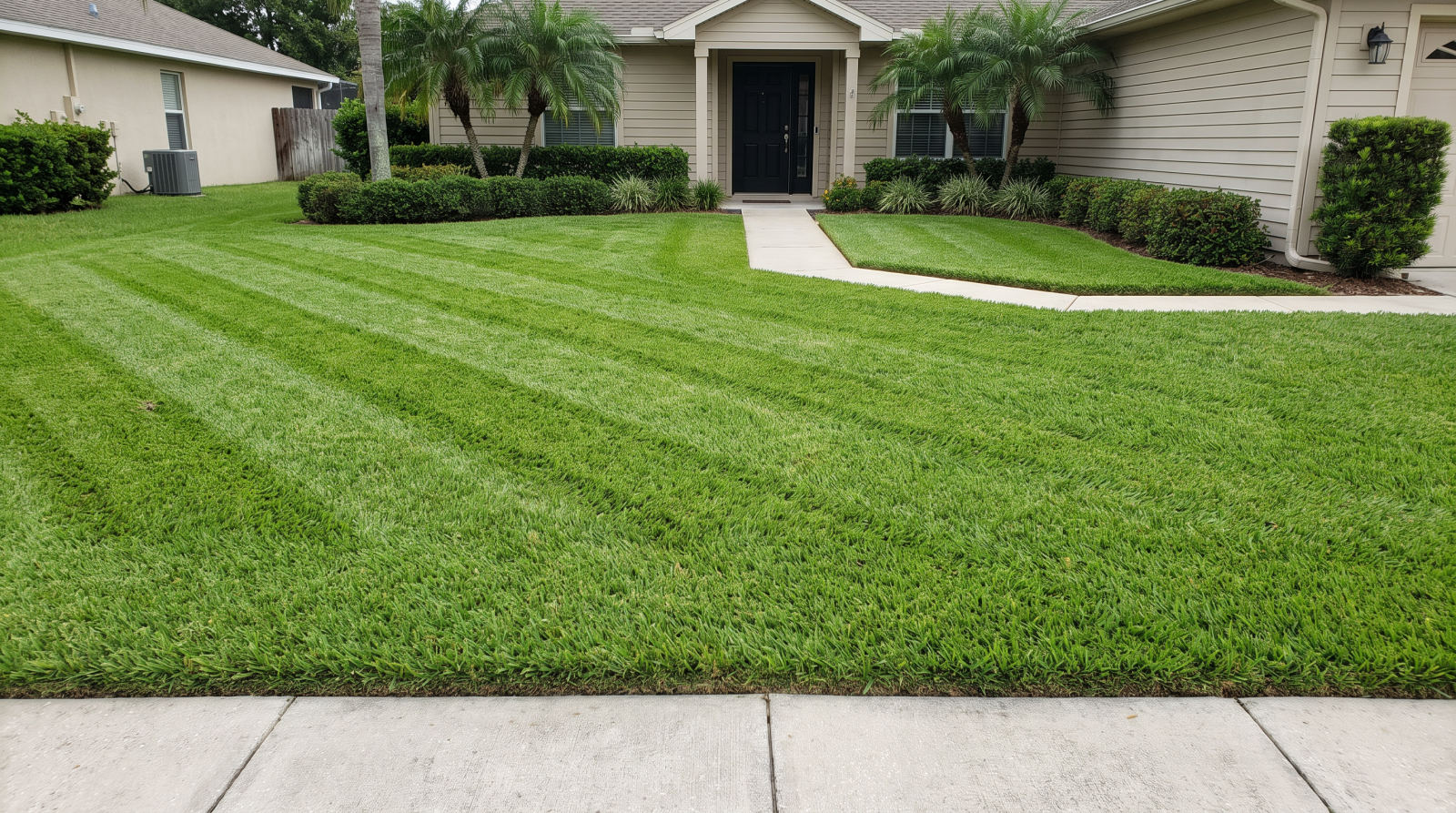 The same front yard with a dense, precisely striped lawn after a Palmetto Yard Co. visit