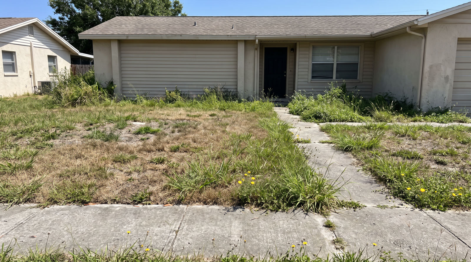 A front yard with overgrown, patchy grass and visible weeds before a Palmetto Yard Co. visit